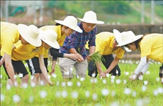 這個校園，“禾下乘涼夢”一直在生長